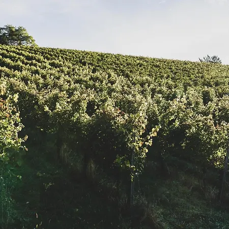 住宿加早餐酒店 Weingut Peter Grill 里欧查赫
