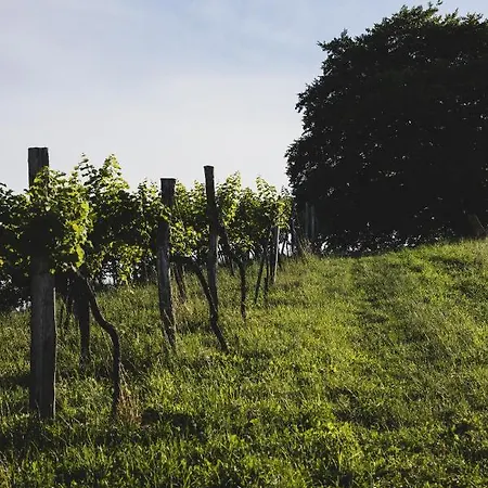 Weingut Peter Grill ベッド・アンド・ブレックファスト