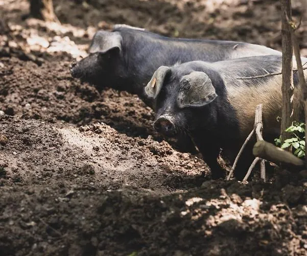 فندق مبيت وإفطار Weingut Peter Grill