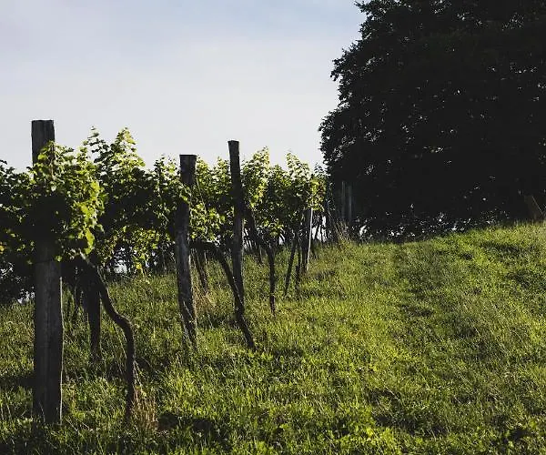 Weingut Peter Grill Bed & Breakfast